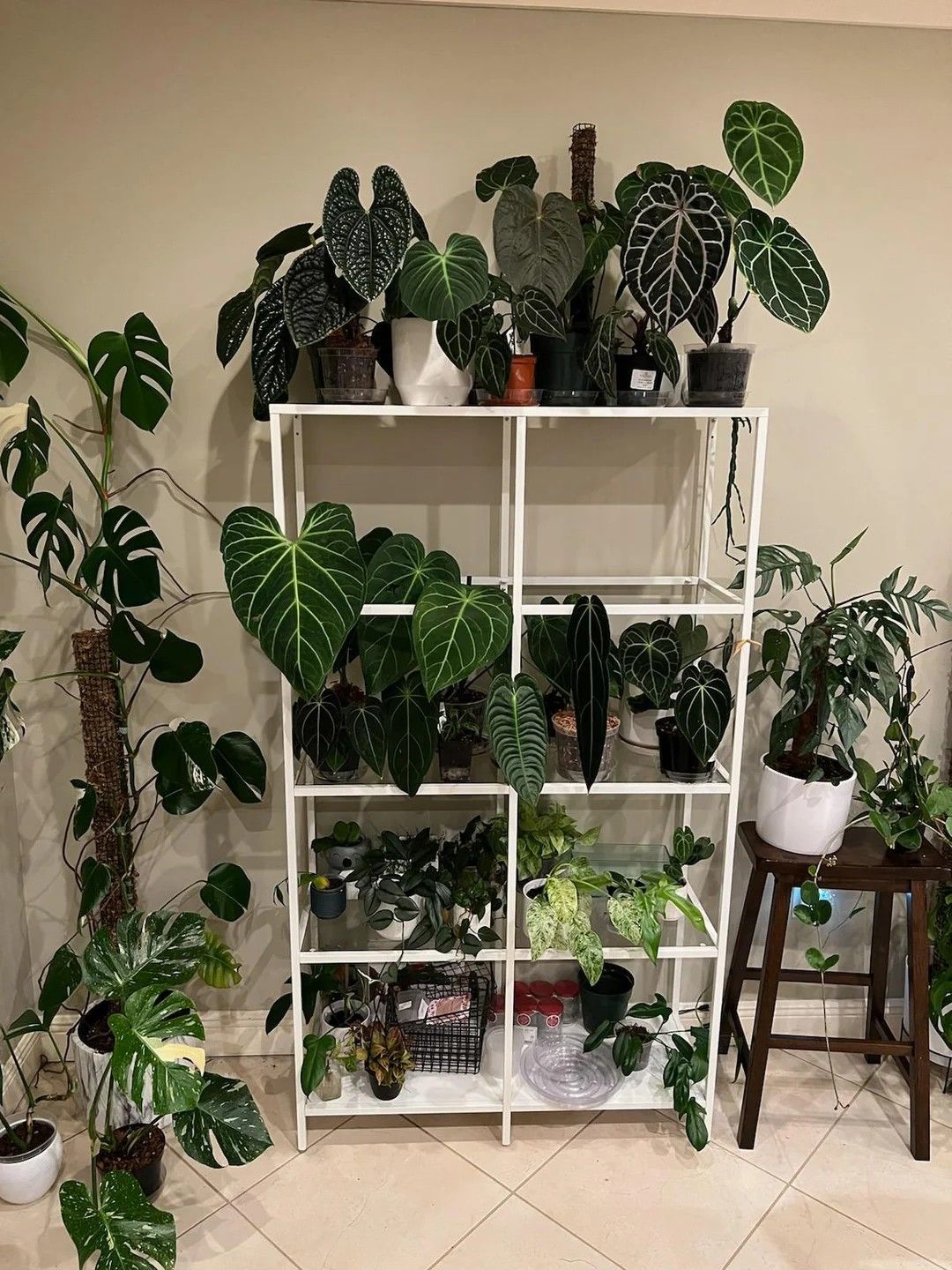 Plant wall