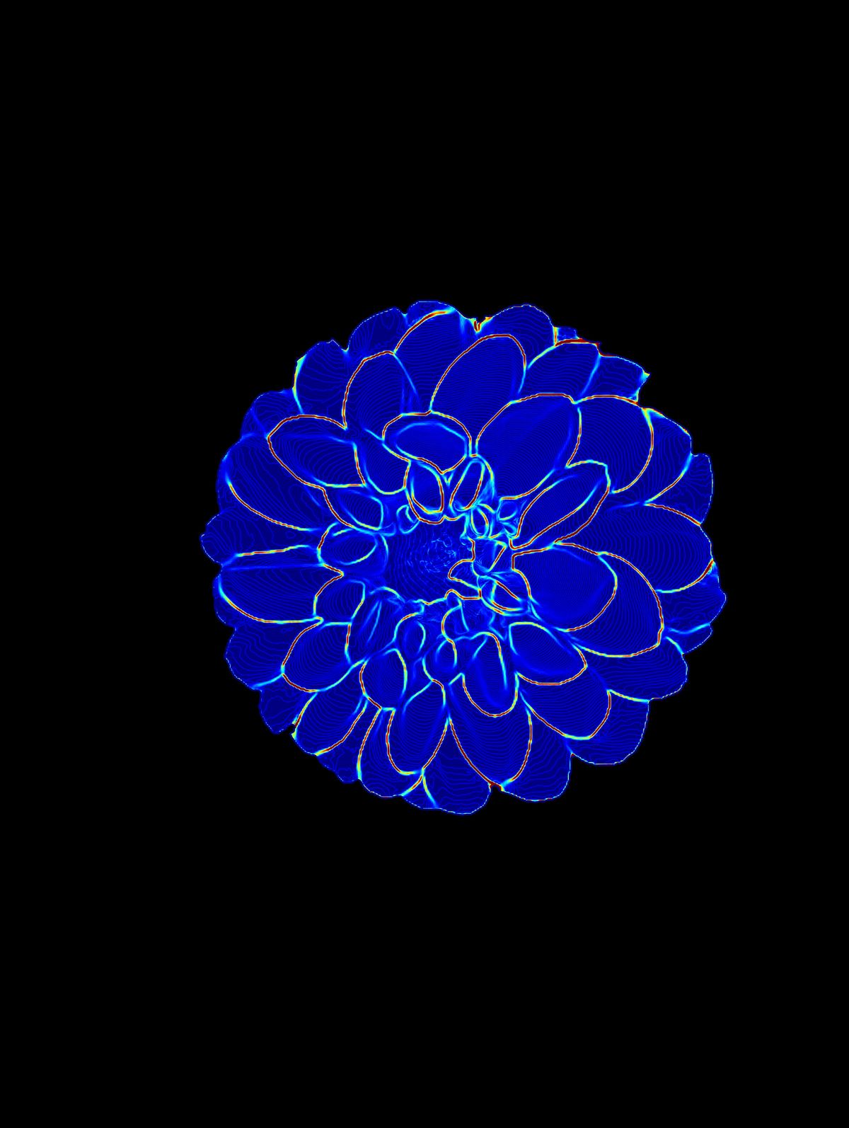 Analyzed Dahlia