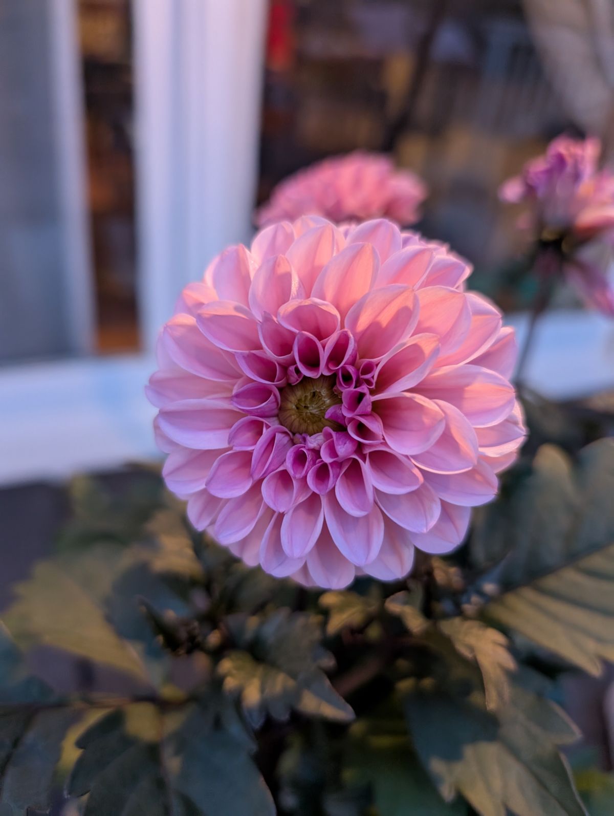 Original Dahlia